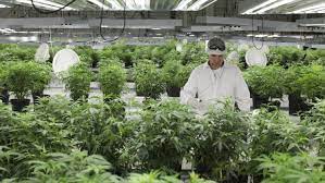 Proyecto HortiBloom - Cultivo hidropónico con LED